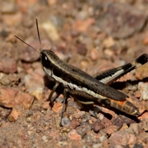 Macrotona australis at Woodstock Nature Reserve - 2 Feb 2024