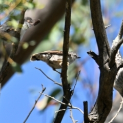 Daphoenositta chrysoptera (Varied Sittella) at Strathnairn, ACT - 1 Feb 2024 by Thurstan