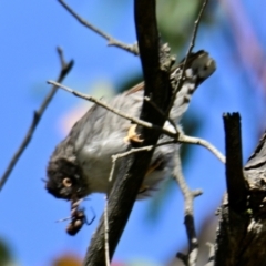 Daphoenositta chrysoptera at Woodstock Nature Reserve - 2 Feb 2024 10:17 AM