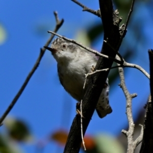 Daphoenositta chrysoptera at Woodstock Nature Reserve - 2 Feb 2024