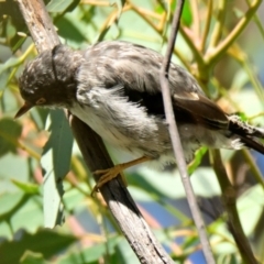 Daphoenositta chrysoptera at Woodstock Nature Reserve - 2 Feb 2024