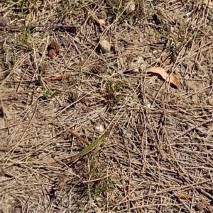 Acrida conica at Sullivans Creek, Acton - 2 Feb 2024