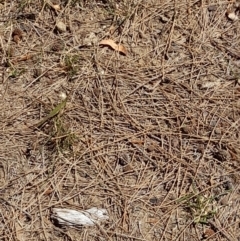 Acrida conica at Sullivans Creek, Acton - 2 Feb 2024