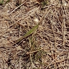 Acrida conica at Sullivans Creek, Acton - 2 Feb 2024 01:25 PM