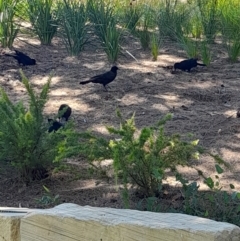 Corcorax melanorhamphos (White-winged Chough) at Sullivans Creek, Acton - 2 Feb 2024 by VanceLawrence