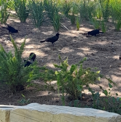 Corcorax melanorhamphos (White-winged Chough) at Sullivans Creek, Acton - 2 Feb 2024 by VanceLawrence