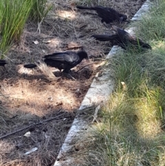 Corcorax melanorhamphos at Australian National University - 2 Feb 2024 01:20 PM