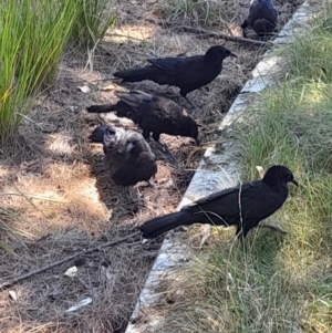 Corcorax melanorhamphos at Australian National University - 2 Feb 2024 01:20 PM