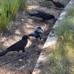 Corcorax melanorhamphos at Australian National University - 2 Feb 2024