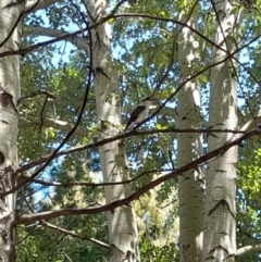 Dacelo novaeguineae (Laughing Kookaburra) at Australian National University - 2 Feb 2024 by VanceLawrence