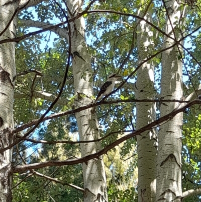 Dacelo novaeguineae (Laughing Kookaburra) at Acton, ACT - 2 Feb 2024 by VanceLawrence