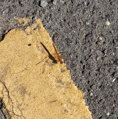 Diplacodes sp. (genus) (Percher) at ANU Banks Precinct - 2 Feb 2024 by VanceLawrence