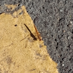 Diplacodes sp. (genus) at Australian National University - 2 Feb 2024