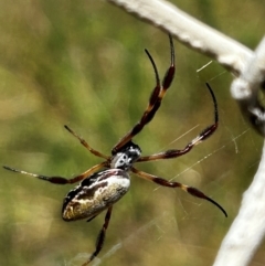 Trichonephila edulis (Golden orb weaver) at Denman Prospect, ACT - 2 Feb 2024 by Rebeccaryanactgov