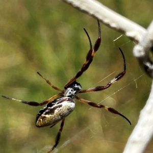 Trichonephila edulis at Denman Prospect, ACT - 2 Feb 2024