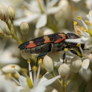 Castiarina sexplagiata at Namadgi National Park - 27 Jan 2024