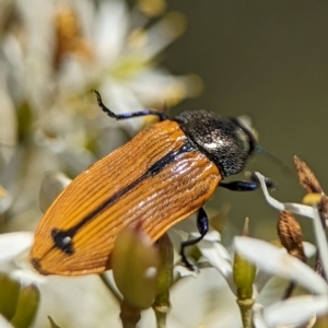 Castiarina subpura at Namadgi National Park - 27 Jan 2024 02:20 PM