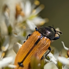 Castiarina subpura at Namadgi National Park - 27 Jan 2024 02:20 PM