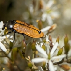 Castiarina subpura at Namadgi National Park - 27 Jan 2024 02:20 PM