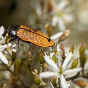 Castiarina subpura at Namadgi National Park - 27 Jan 2024 02:20 PM