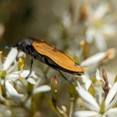 Castiarina subpura at Namadgi National Park - 27 Jan 2024