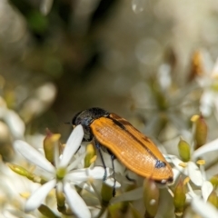 Castiarina subpura at Namadgi National Park - 27 Jan 2024 02:20 PM