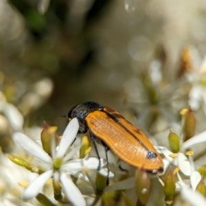 Castiarina subpura at Namadgi National Park - 27 Jan 2024 02:20 PM