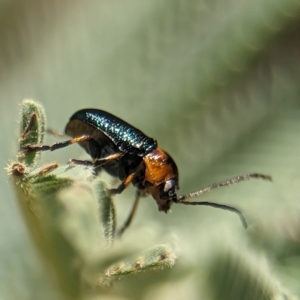 Aporocera (Aporocera) consors at Namadgi National Park - 27 Jan 2024