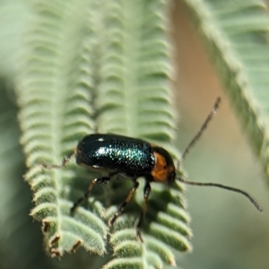 Aporocera (Aporocera) consors at Namadgi National Park - 27 Jan 2024