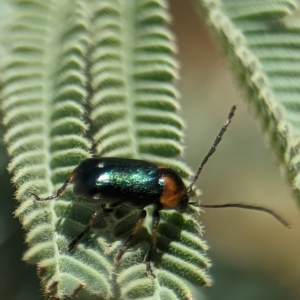 Aporocera (Aporocera) consors at Namadgi National Park - 27 Jan 2024