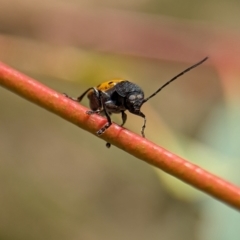 Cadmus (Cadmus) litigiosus at Namadgi National Park - 27 Jan 2024