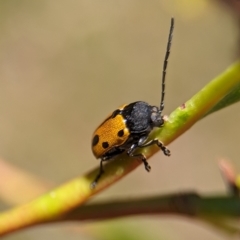 Cadmus (Cadmus) litigiosus at Namadgi National Park - 27 Jan 2024 12:19 PM