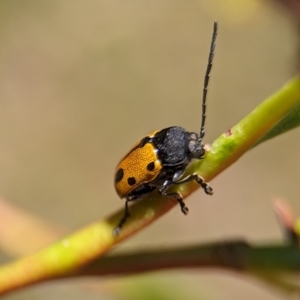 Cadmus (Cadmus) litigiosus at Namadgi National Park - 27 Jan 2024 12:19 PM