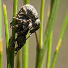 Unidentified Weevil (Curculionoidea) at Tharwa, ACT - 27 Jan 2024 by Miranda