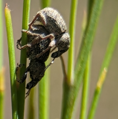 Unidentified Weevil (Curculionoidea) at Namadgi National Park - 27 Jan 2024 by Miranda