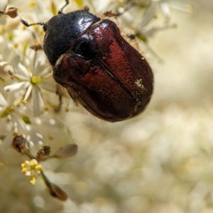 Bisallardiana gymnopleura at Namadgi National Park - 27 Jan 2024