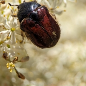 Bisallardiana gymnopleura at Namadgi National Park - 27 Jan 2024