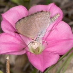 Zizina otis (Common Grass-Blue) at Dunlop Grasslands - 30 Jan 2024 by kasiaaus