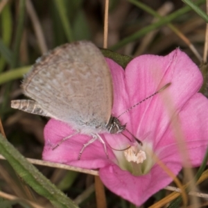 Zizina otis at Dunlop Grassland (DGE) - 31 Jan 2024