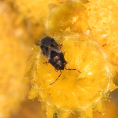 Lygaeidae (family) (Seed bug) at Dunlop Grassland (DGE) - 30 Jan 2024 by kasiaaus