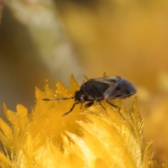 Lygaeidae (family) at Dunlop Grassland (DGE) - 31 Jan 2024