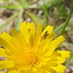 Bibionomorpha (infraorder) (Unidentified Gnat, Gall Midge or March Fly) at Griffith, ACT - 9 Jan 2024 by BrendanG