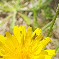 Bibionomorpha (infraorder) at Griffith Woodland (GRW) - 10 Jan 2024 10:42 AM