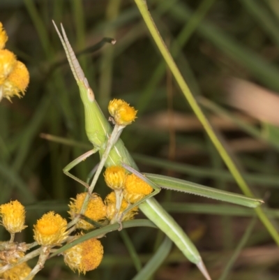 Acrida conica (Giant green slantface) at Dunlop Grasslands - 30 Jan 2024 by kasiaaus