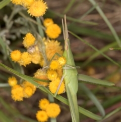 Acrida conica at Fraser, ACT - 31 Jan 2024