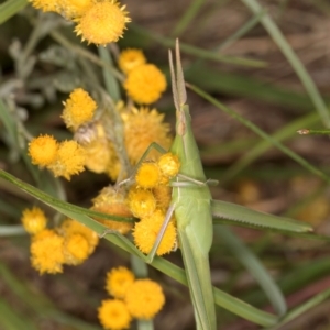 Acrida conica at Fraser, ACT - 31 Jan 2024