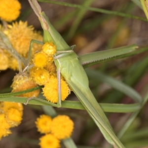 Acrida conica at Fraser, ACT - 31 Jan 2024