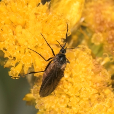 Bibionomorpha (infraorder) (Unidentified Gnat, Gall Midge or March Fly) at Dunlop Grassland (DGE) - 30 Jan 2024 by kasiaaus