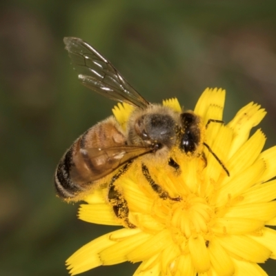 Apis mellifera (European honey bee) at Dunlop Grassland (DGE) - 30 Jan 2024 by kasiaaus