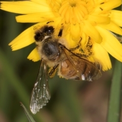 Apis mellifera at Dunlop Grassland (DGE) - 31 Jan 2024